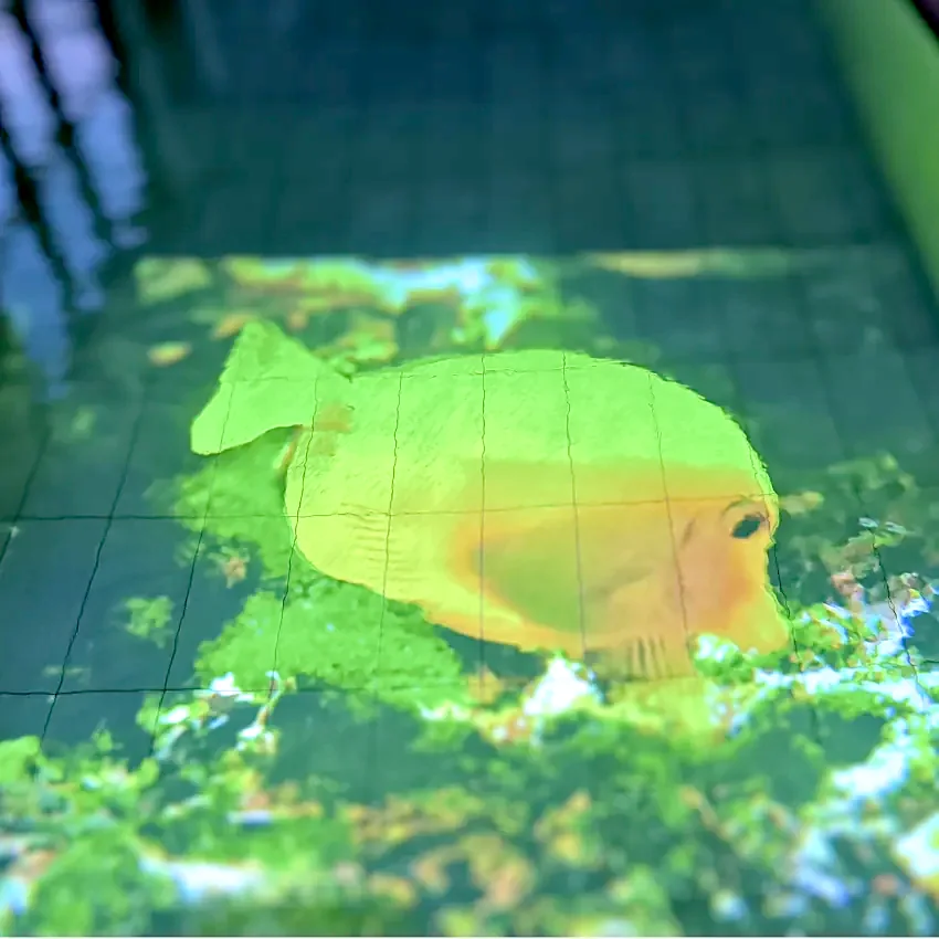 A projected tropical fish on the pool floor